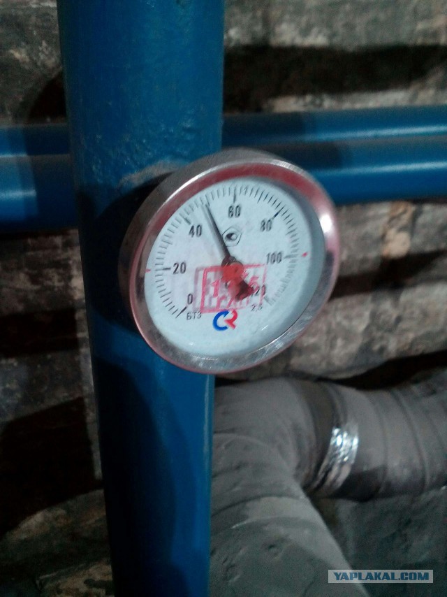 Котовторник 9.01.2018