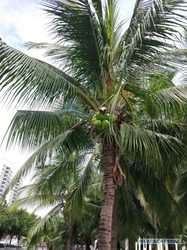 ХАЙНАНЬ. Записки путешественника. Часть первая.