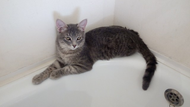 Котовторник 13.03.2018