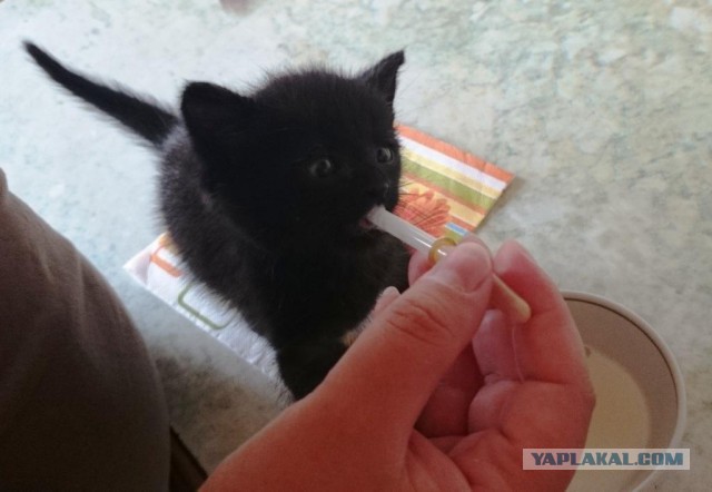 Котовторник 27.03.2018