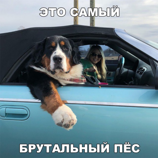 Прикольные картинки обо всём
