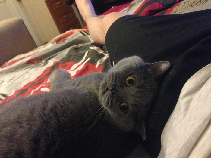 Котовторник ждали? А вот и он!