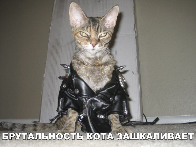 Прикольные картинки обо всём