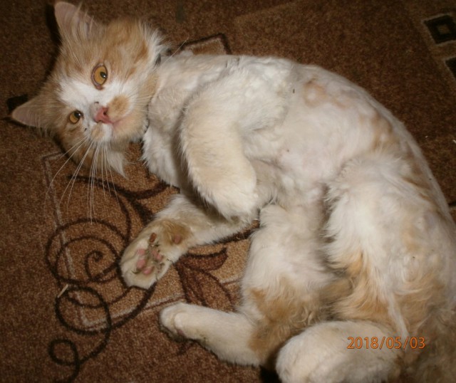 Котовторник