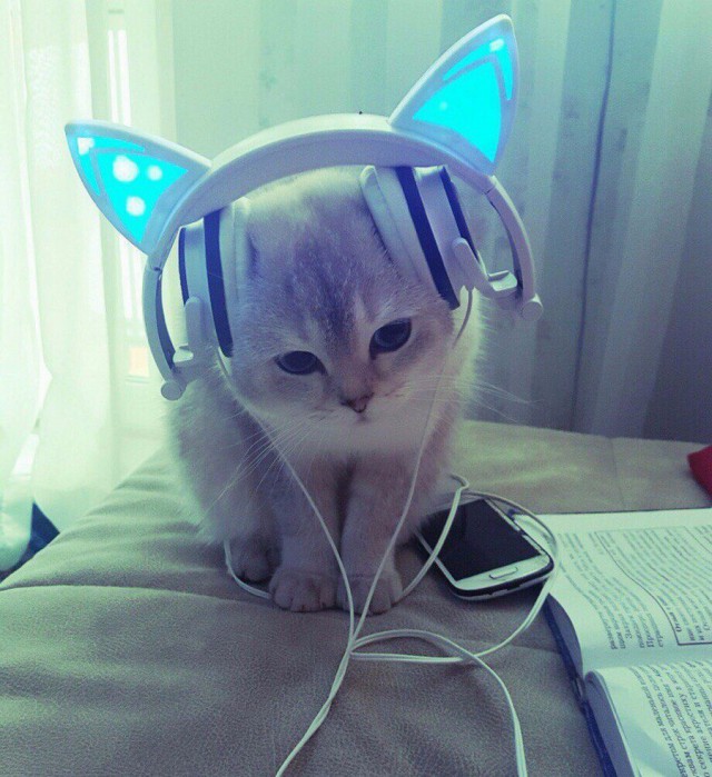 Прикольных котов пост