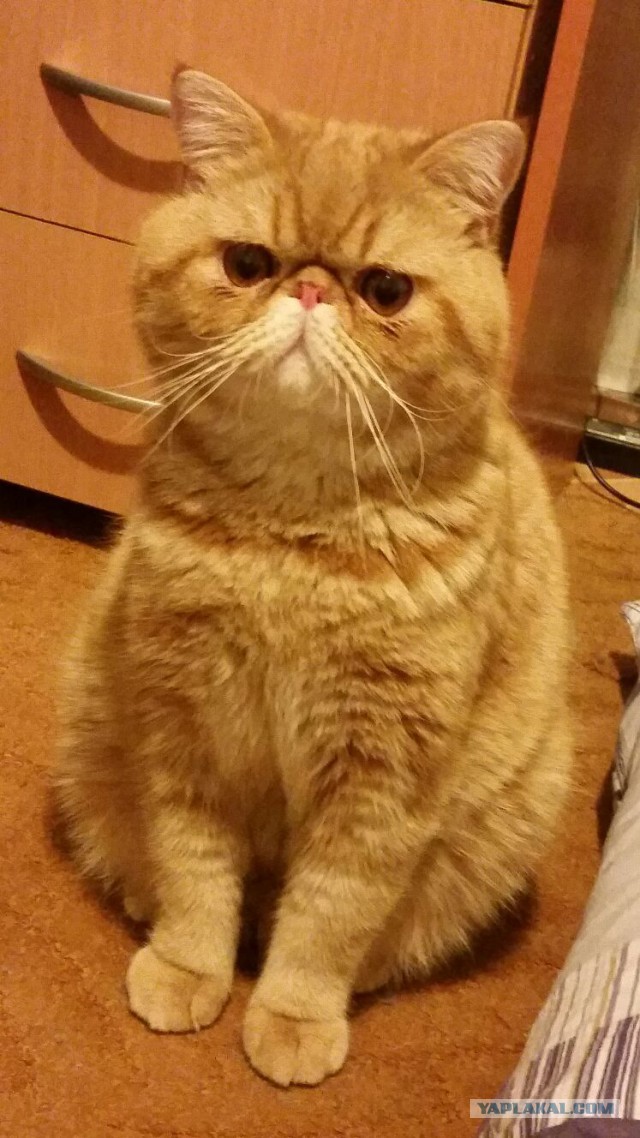 Кошачья мафия победит?