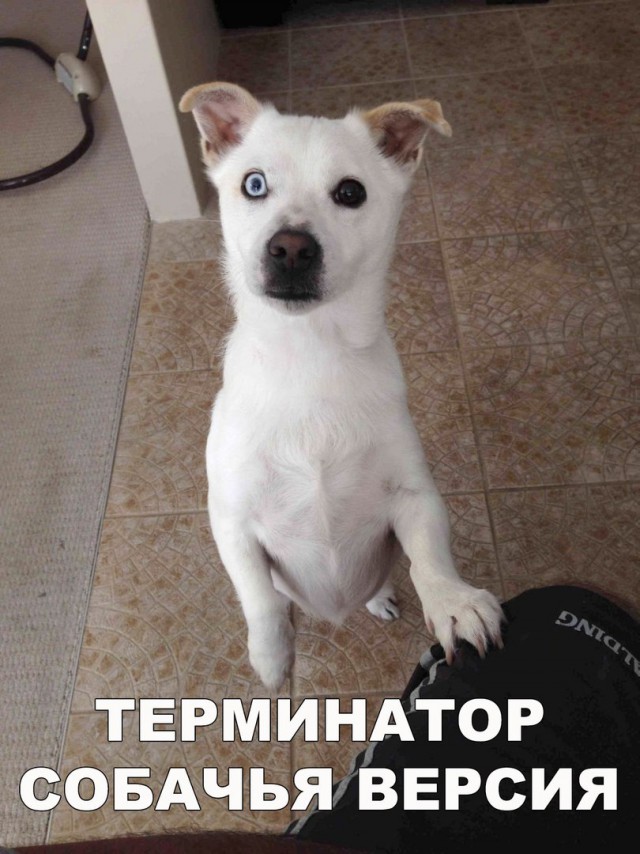 Нестандартный юмор