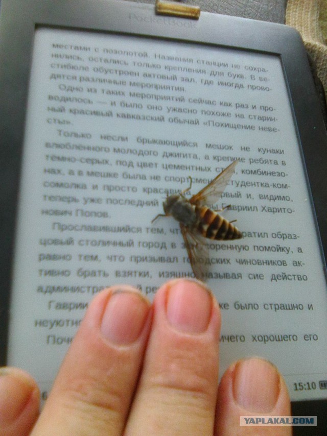 Море Каспийское и море Черное