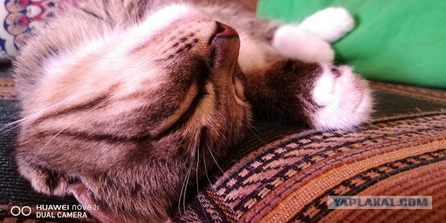 Котовторник  31.07.2018