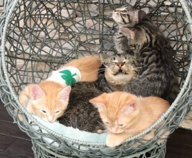 Прикольных котов пост