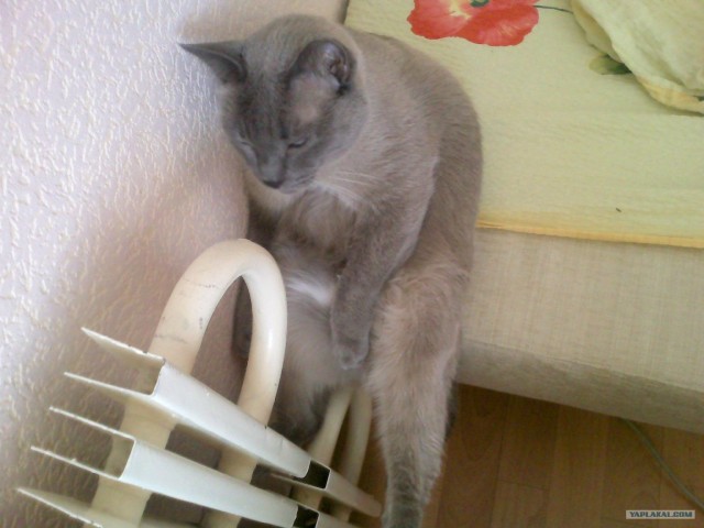 Котовторник (31.01.2012)