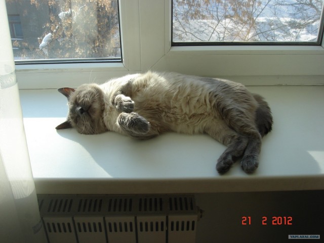 Котовторник (21.02.2012)