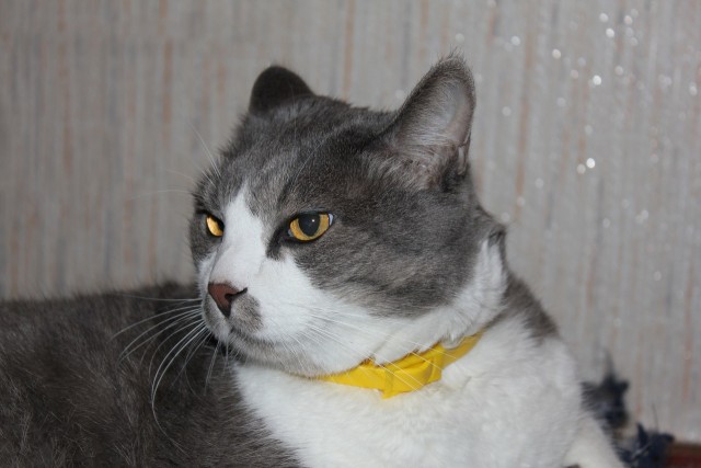 Котовторник 20.03.2012