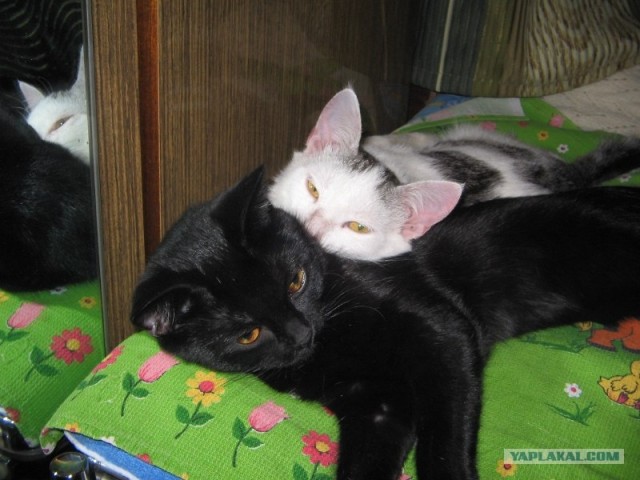Котовторник  от 3.04.2012