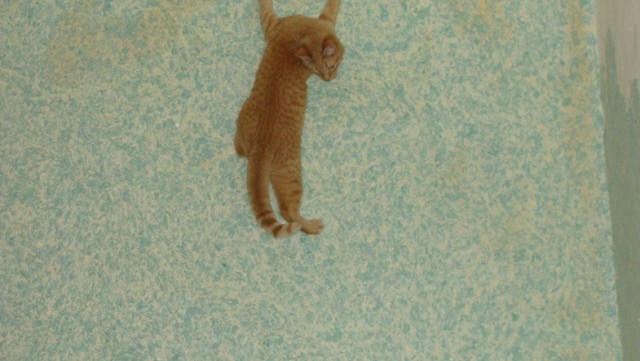 Котовторник  12. 06. 2012