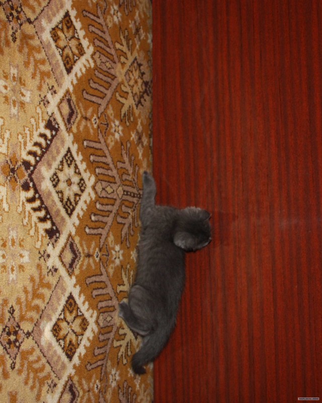 Котовторник  28.08.12