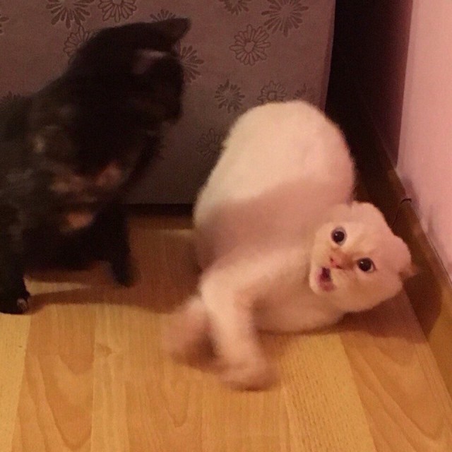 Забавные фото котеек