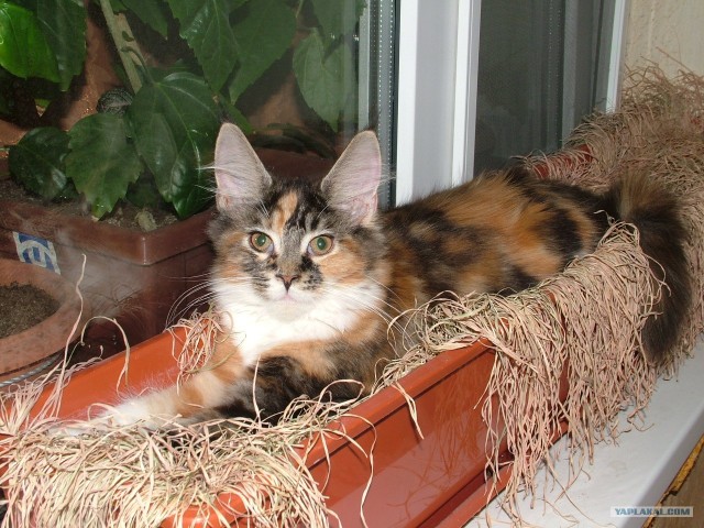 Котасутра