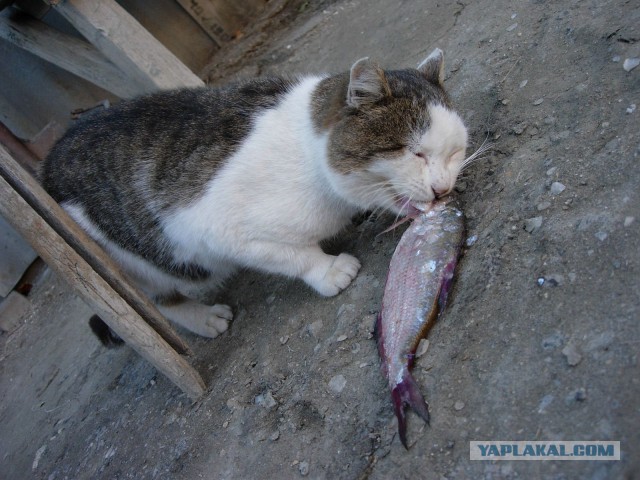 Котовторник 19.02.2019