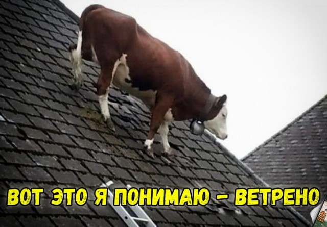 Милые животные. Мимиметр сломался