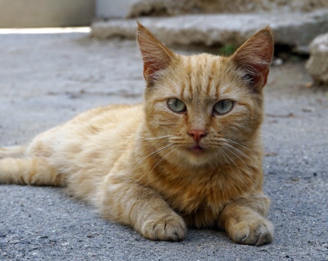 Дикий котовторник 11.06.19