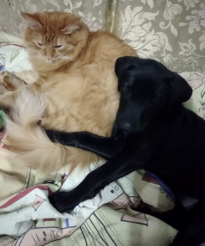 Котовторник. Начало.