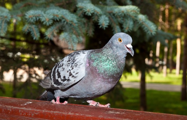 Живность из сети