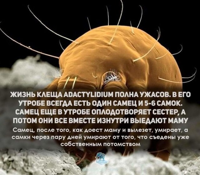 Россией управляют с помощью четырёх двойников