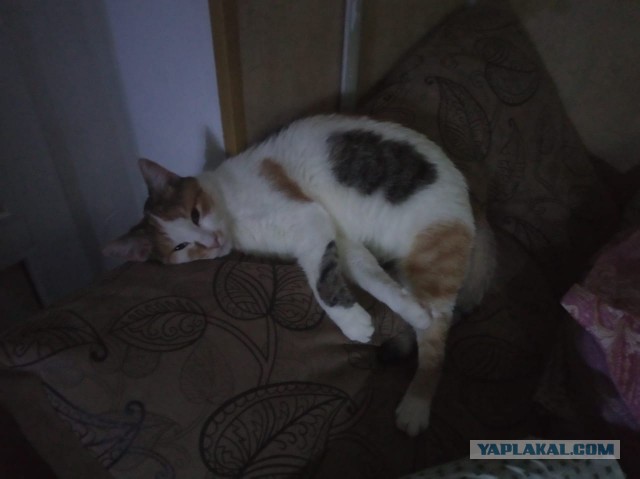 Коты, которые нас порадовали!