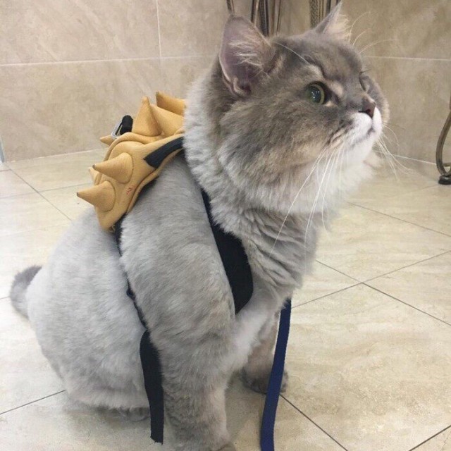 Забавные животные
