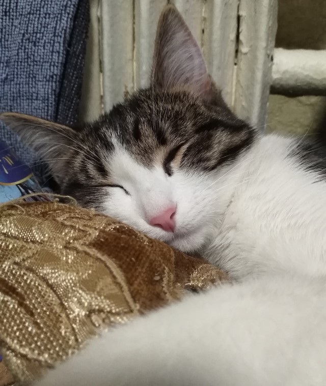 Коты, которые спят где попало и как попало