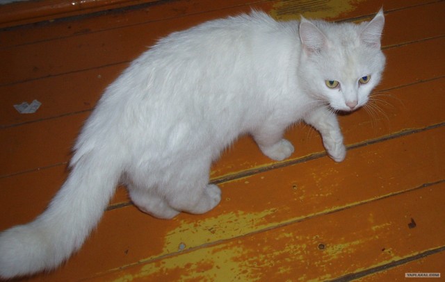 Отжабте моего кота