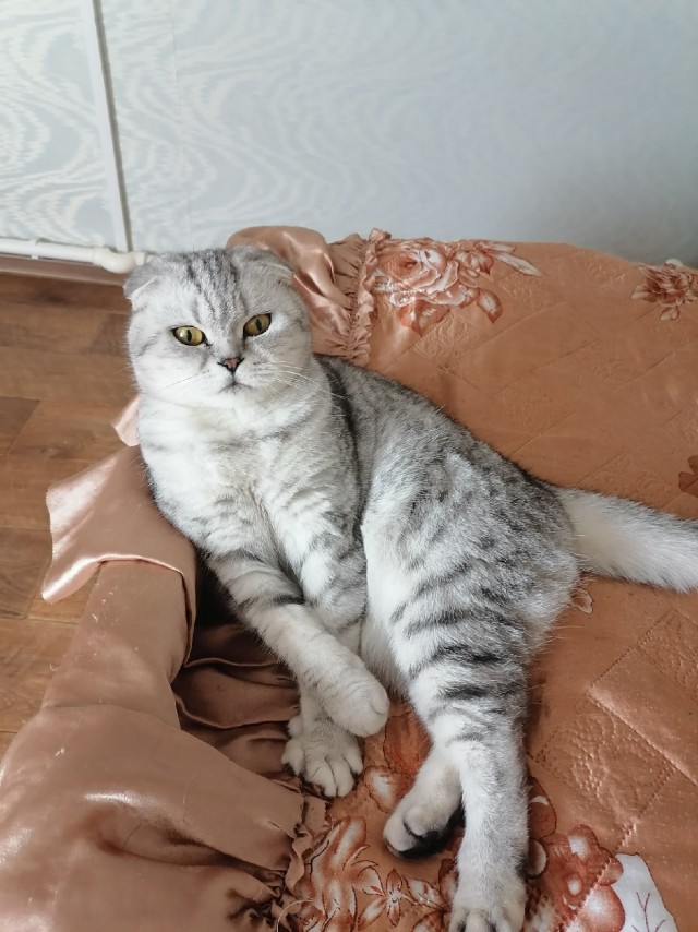 Подборка забавной живности