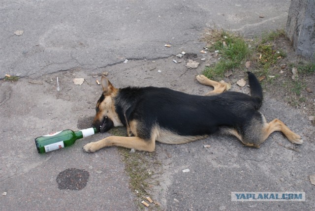 Город Дзержинск заполнили синие собаки