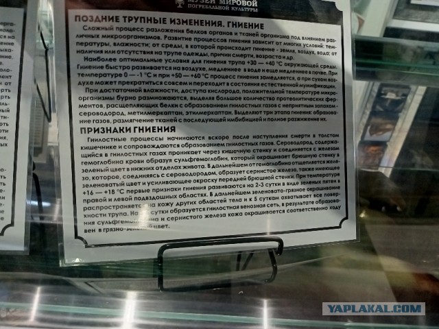 Что происходит с телом после смерти