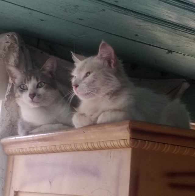 Котовторник же!