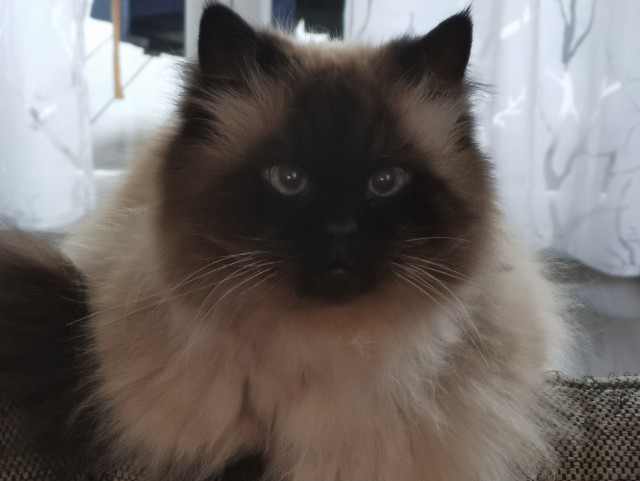 Котовторник же очередной