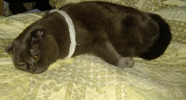 Солнце котовторника уже встало, Господа!