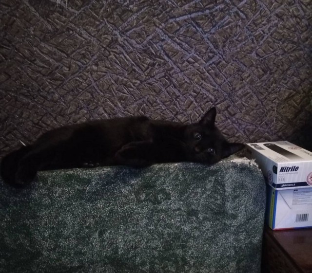 Котовторник так котовторник