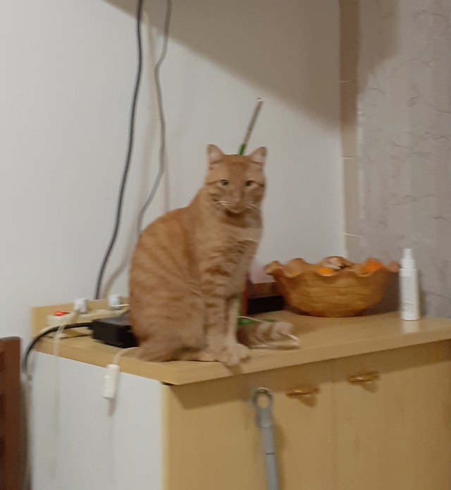Наш защитник. Котовторнику посвящается