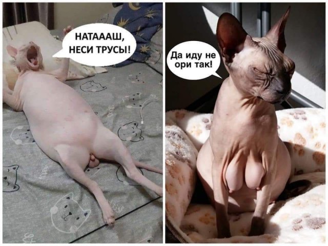Какая у вас милая свин... ой