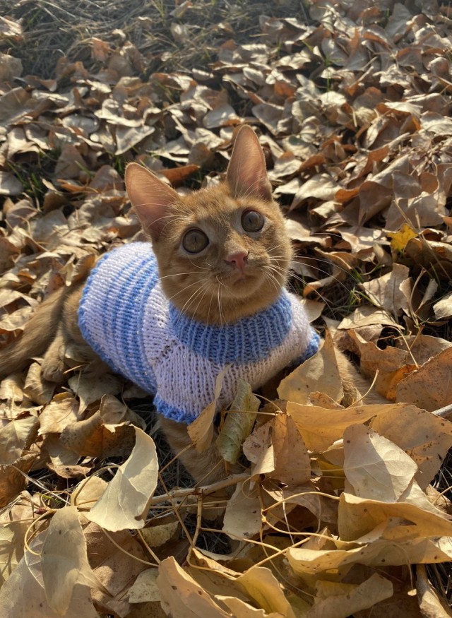 Котовторник 21.12.21