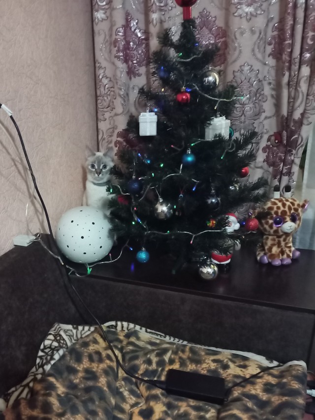 Первый котовторник 2022