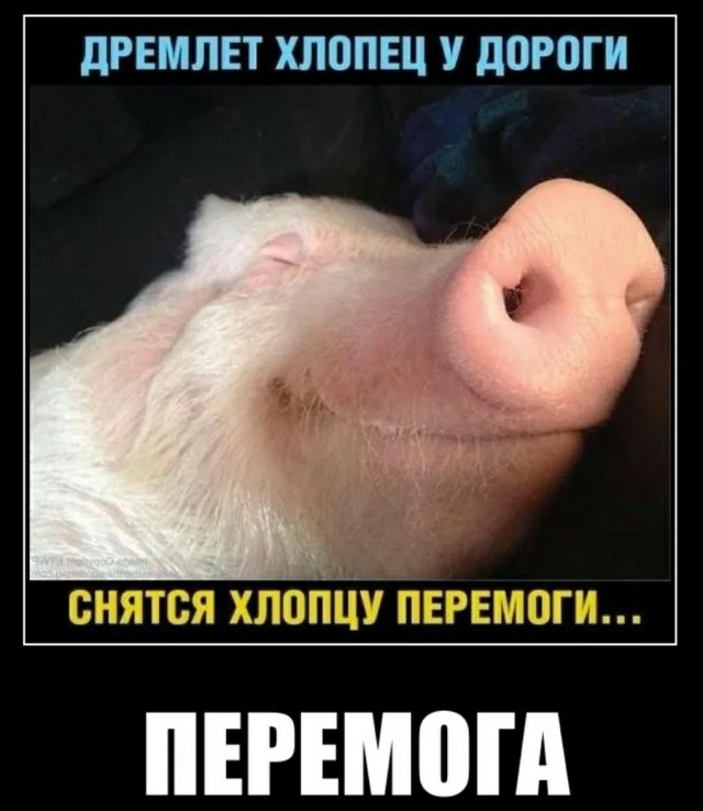Подоляка 11.03.22 на 11:00