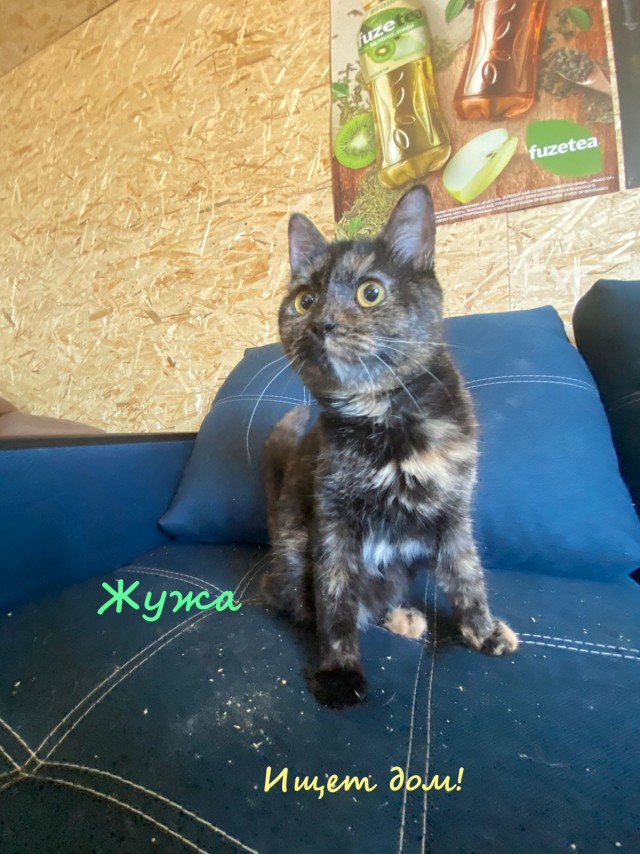 Жизнь домашнего приюта "Котоленд" 328