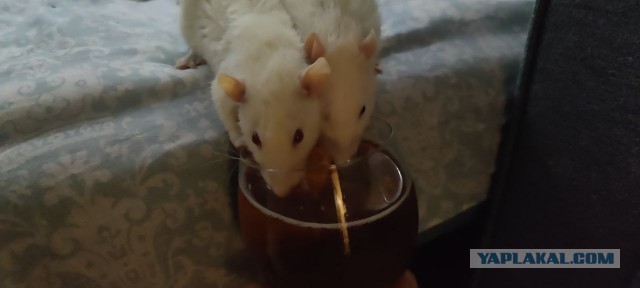 А ещё я люблю крысок