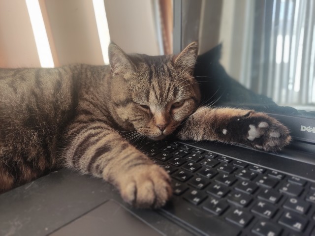 С праздником и котофторником!