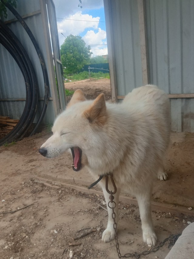 Про собачек