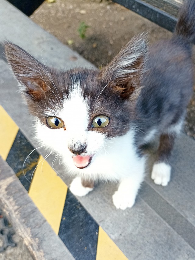 Котовторник 19.07.22