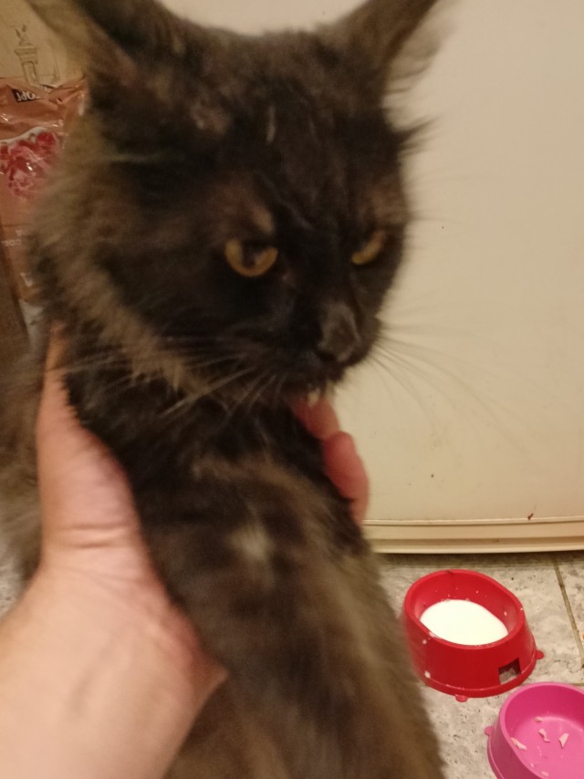 Нашли кошку
